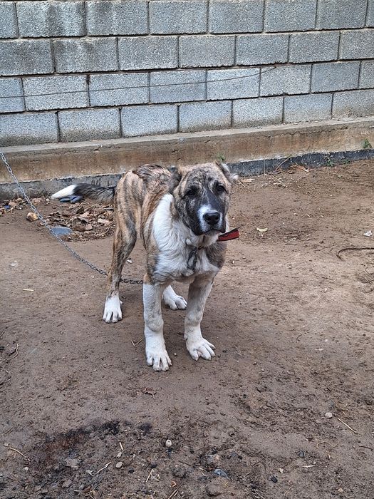 Алабай тобет САО