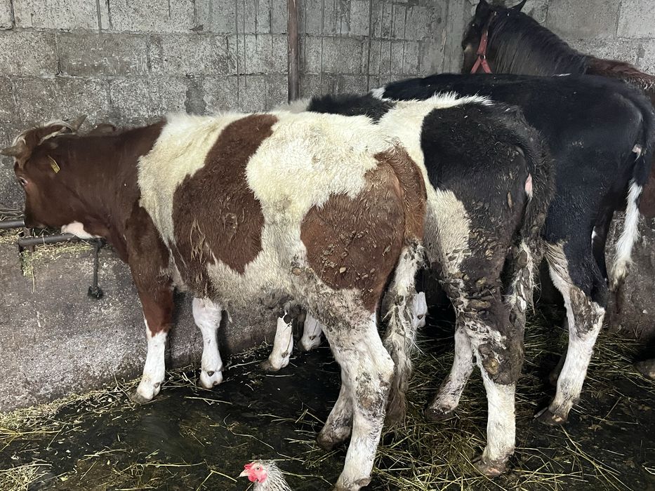 De vanzare 3 vitele de 9 luni