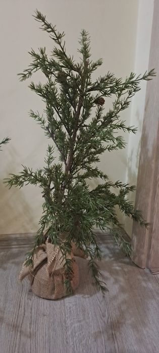 Декоративни дръвчета