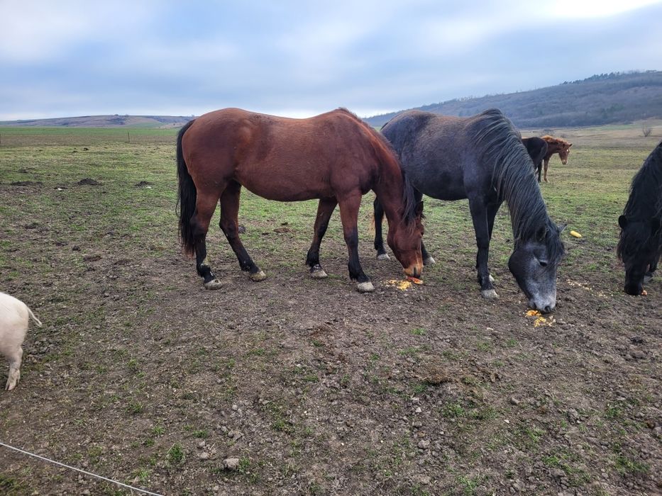 Vând caii mai multe detalii la telefon