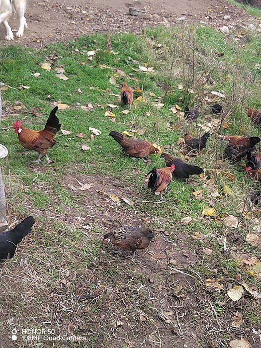 Продавам декоративни кокошки