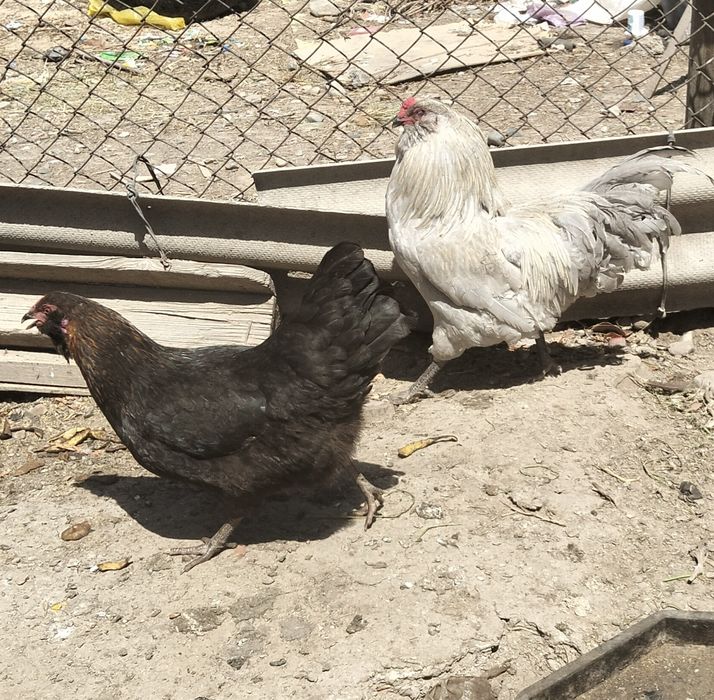 Продам инкубационные яйца амераукана