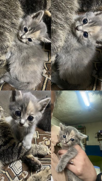 Отдается котенок в добрые руки