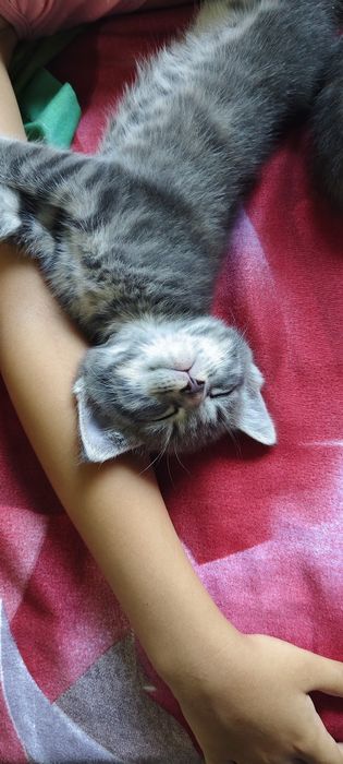 Отдам котенка,мальчик.