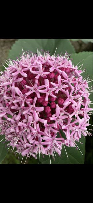 Гортензия Цветы Клеродендрум Бунге