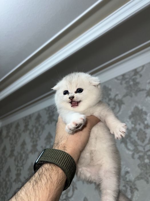 Shinshilla toza qon 100 % sotiladi !!!