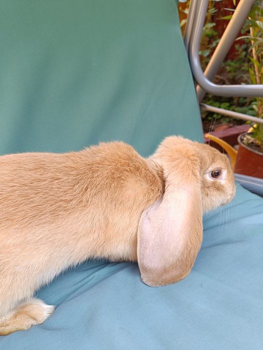 Iepuri berbec german