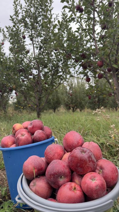 Яблоневый сад (apple garden)