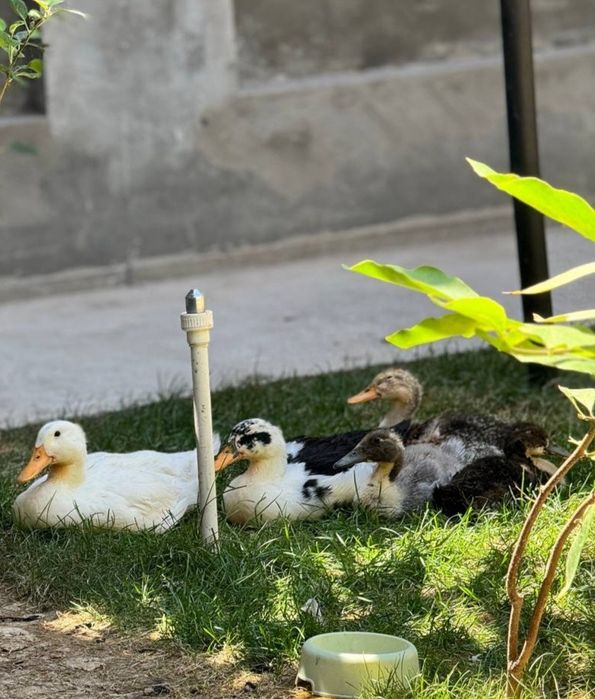 oʻrdaklar sotiladi narhi 60 000 soʻm. Kattalari ham kichiklari ham bor