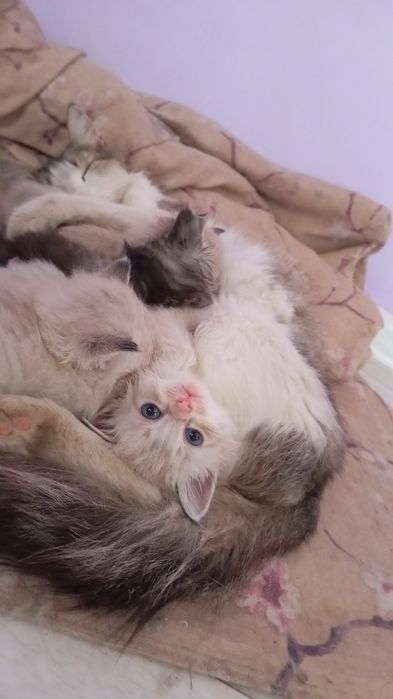 Отдам в добрые руки котят