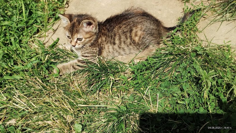 Подарявам котенце