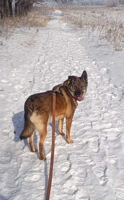 Ищем дом и своего человека