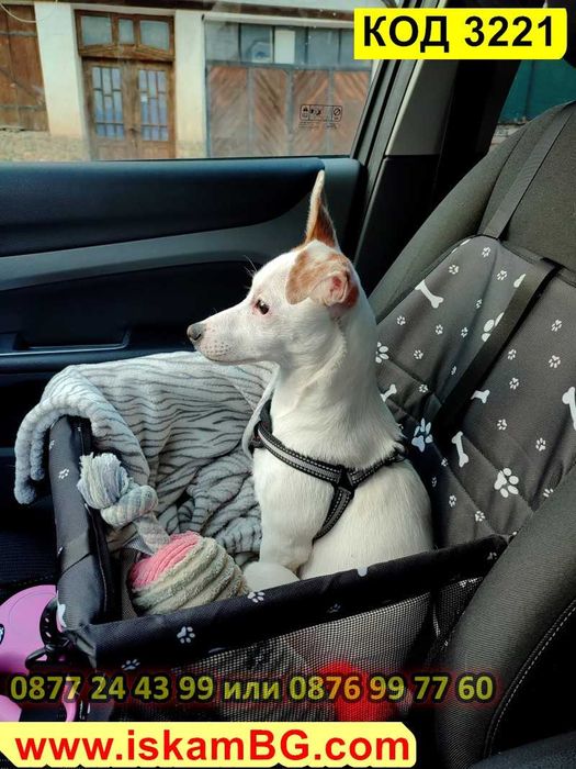 Седалка за куче за кола | Столче за автомобил за малки кучета кучешка