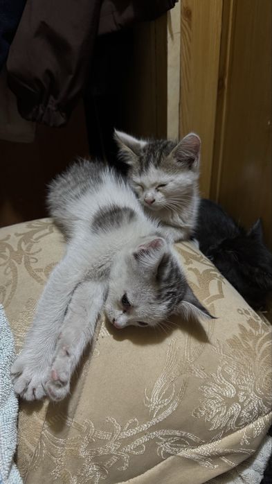 Отдаем котят в хорошие руки