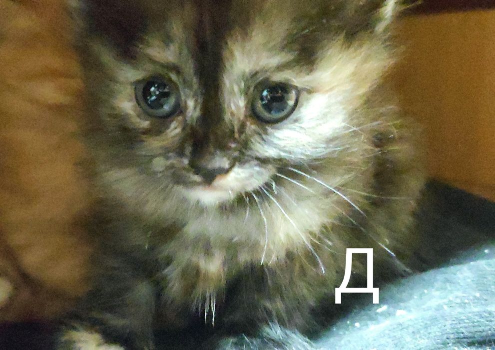 Отдам котят в добрые руки:)