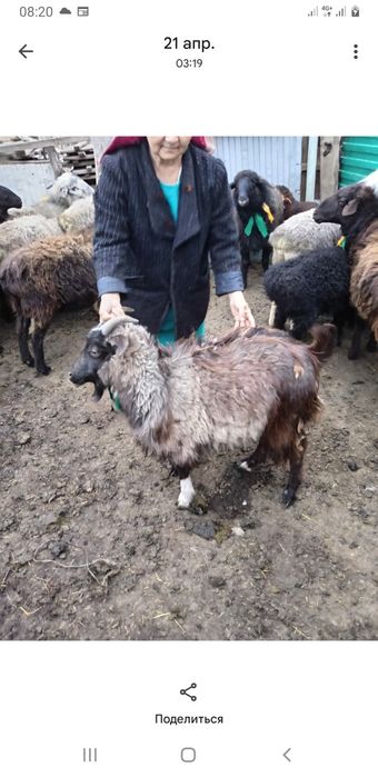 Серке сатылады 1.3 жасы