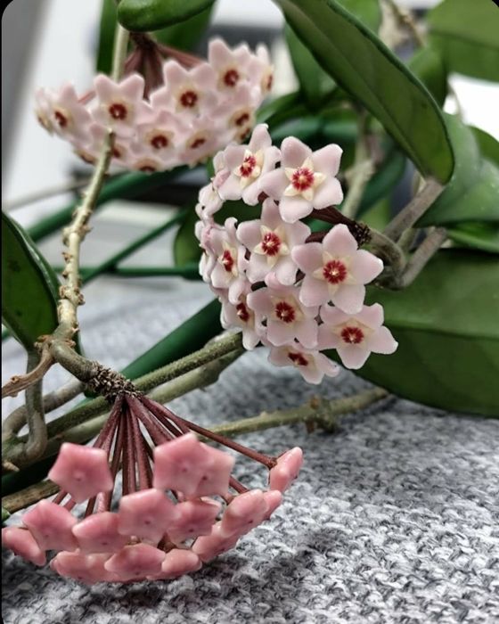 Flori, plante rare de Lacrima Maicii Domnului ( Hoya )