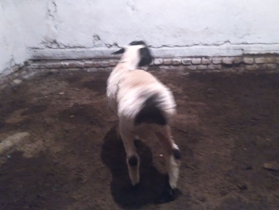 Qõy sotiladi yeyishi zor