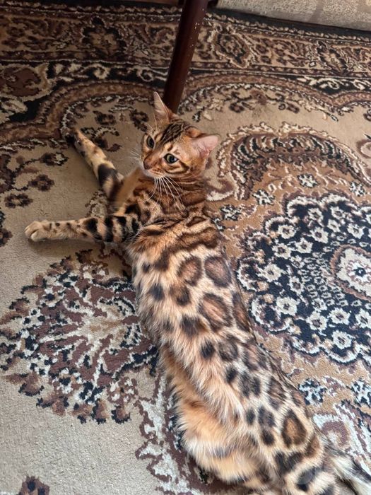 Бенгальские котята