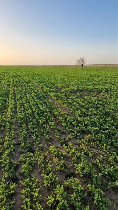 Семена люцерны,Семиречье,Джеа