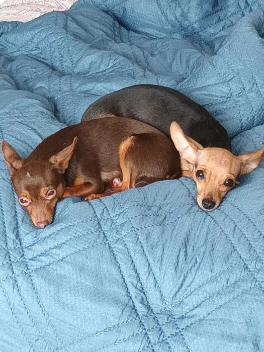 Мъжки мини пинчер