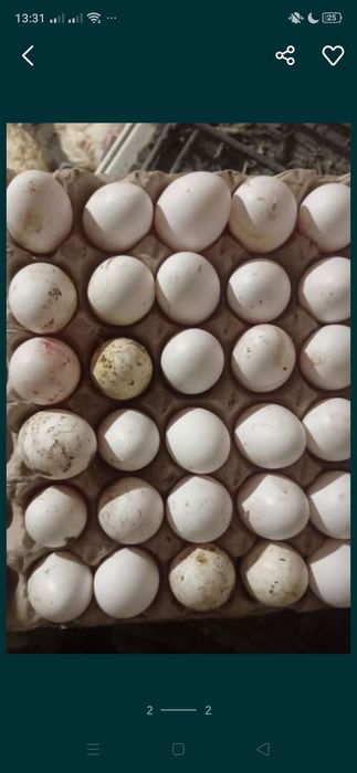 Куры Ломан Браун