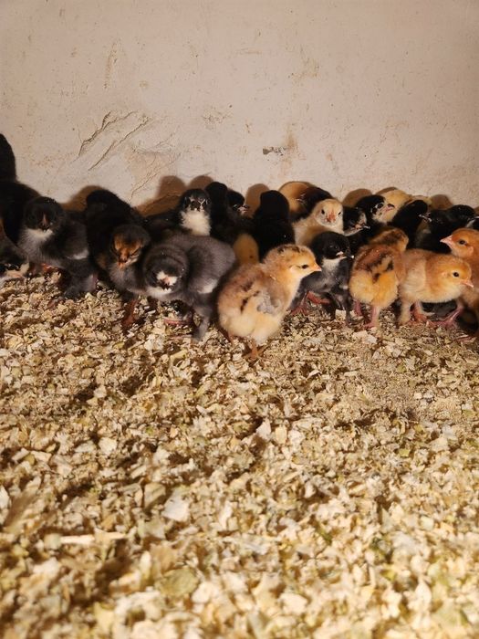 Brama jo'jalar sotiladi