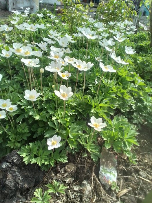 Цветы для посадки