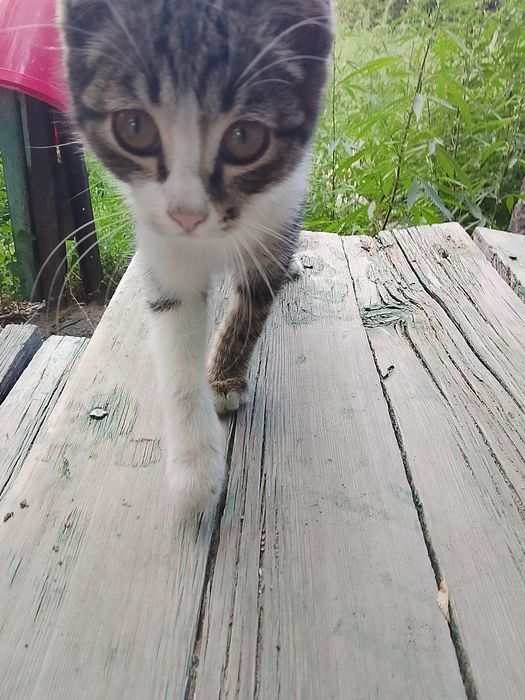 Котенок девочка, 4 месяца