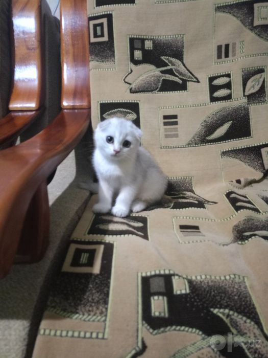 Шотландская Вислоухая кошечка