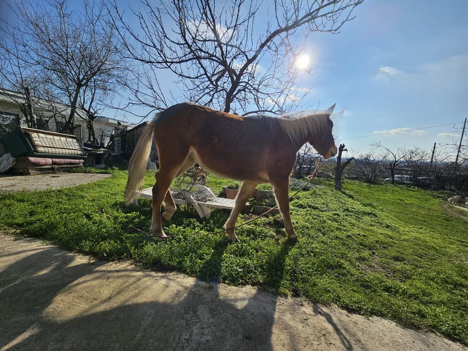 Карета каляска каруца файтон маратон кон кобила пони