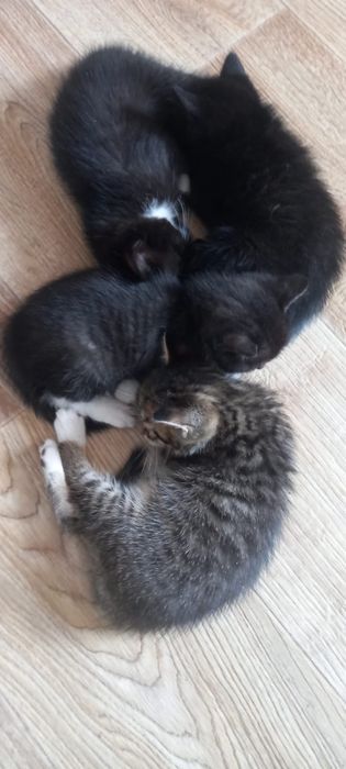 Котята в добрые руки