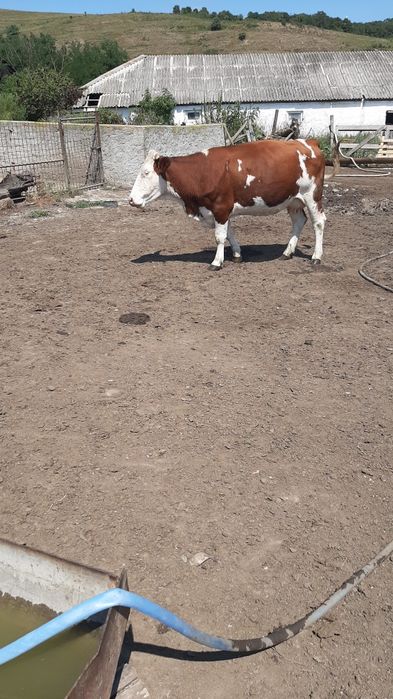 De vanzare vaca gestanta în 6 luni