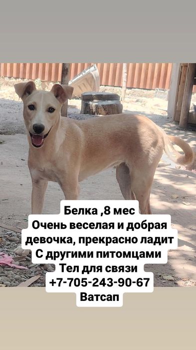 собаки в хорошие руки