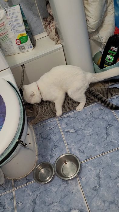 Вязка Кот шотландский вислоухий