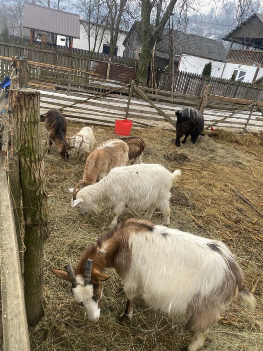 Vand 5 capre si 1 țap