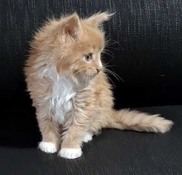 Felisa WCF-rasa Maine Coon-Pedigree-Timisoara