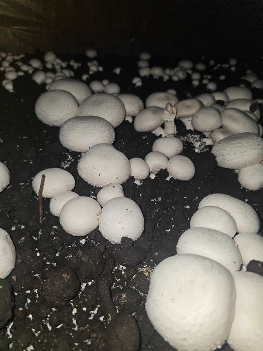 Продам грибницу шапиньенов.