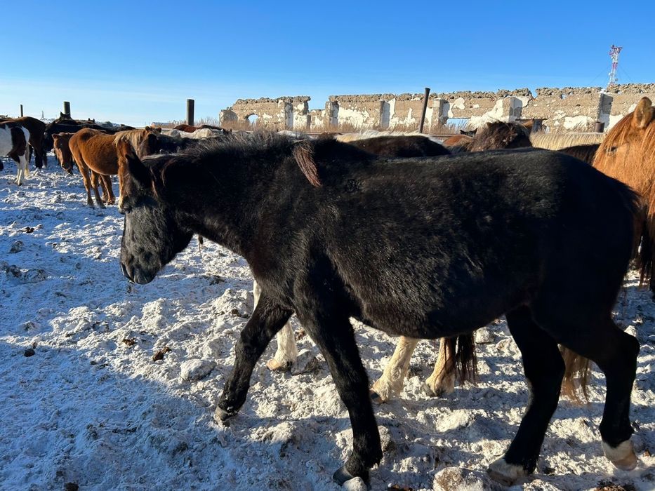 Байтал сатылады 550 000