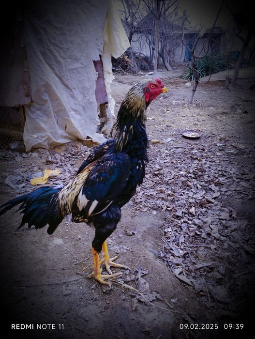 Toza zodli  Xuroz sotlidi