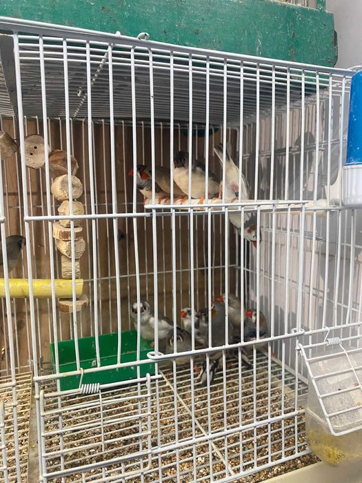 Vand perusi si zebre