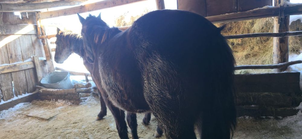 Продам жеребчика.согым