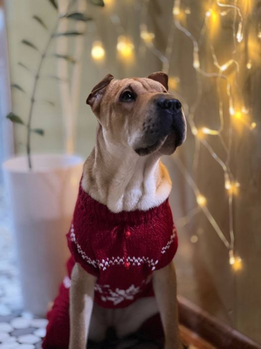 Вязаная одежда для кошек и собак