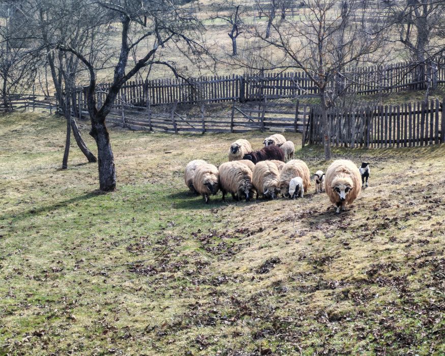 Vând oi cu miei!