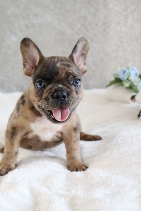 Волшебные мраморные бульдожки