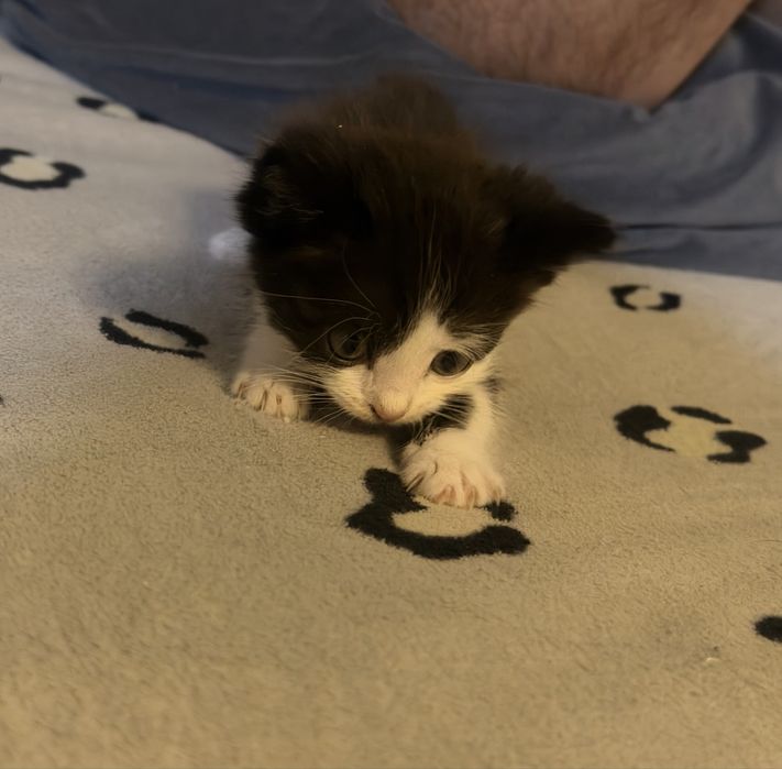Отдам котят в хорошие руки