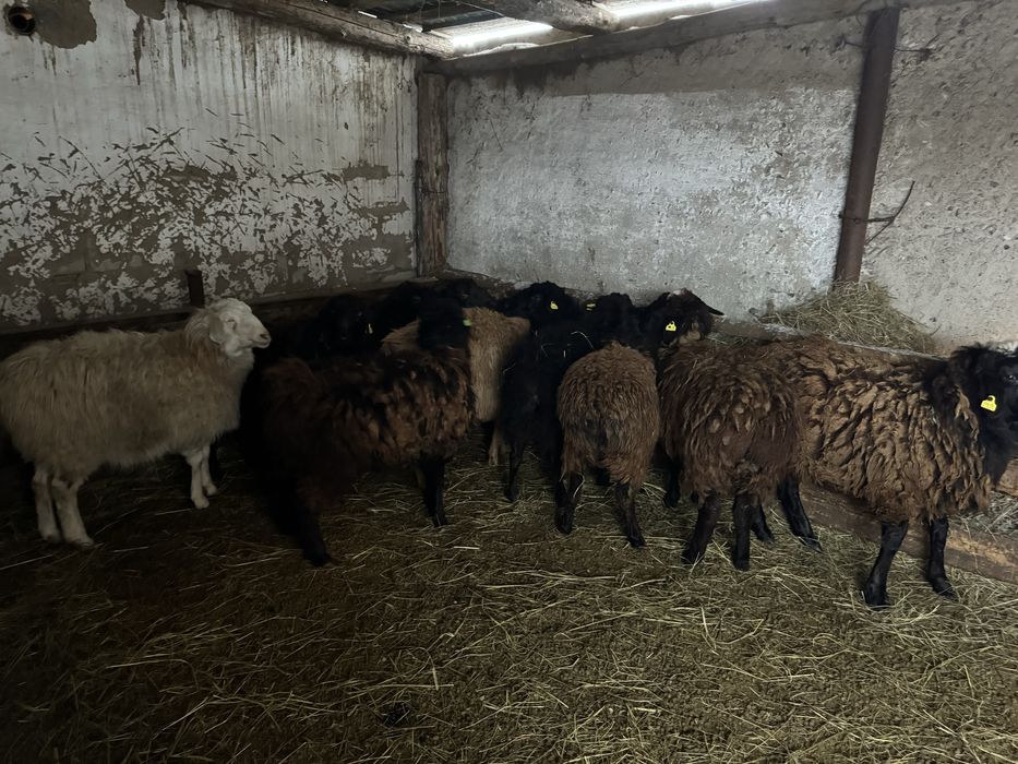 Продам жирных баран с откорма