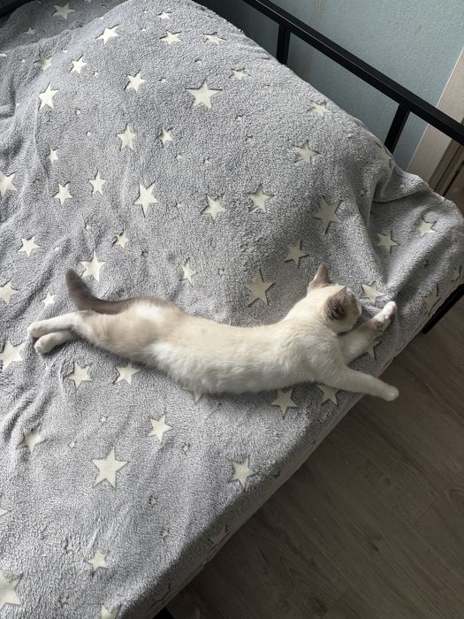 Котенок, 3 месяца, мальчик
