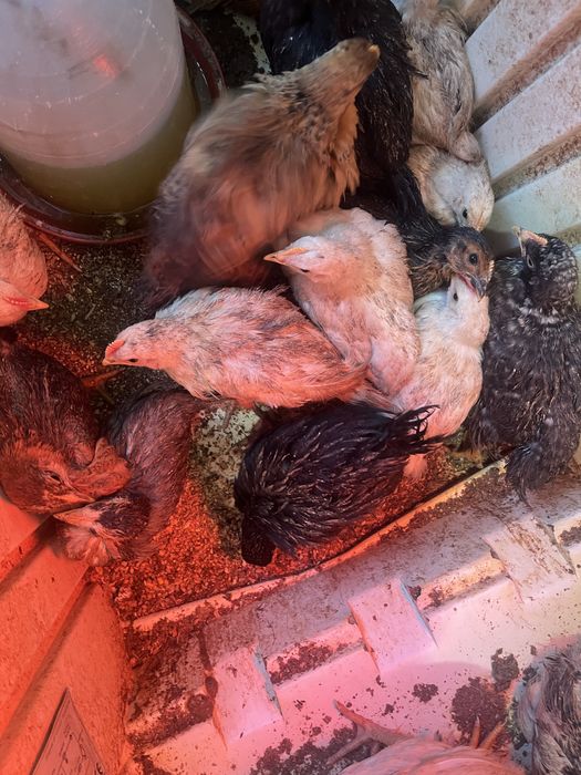 Продавам домашни пилета