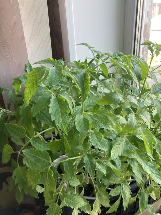 Продам рассаду помидор